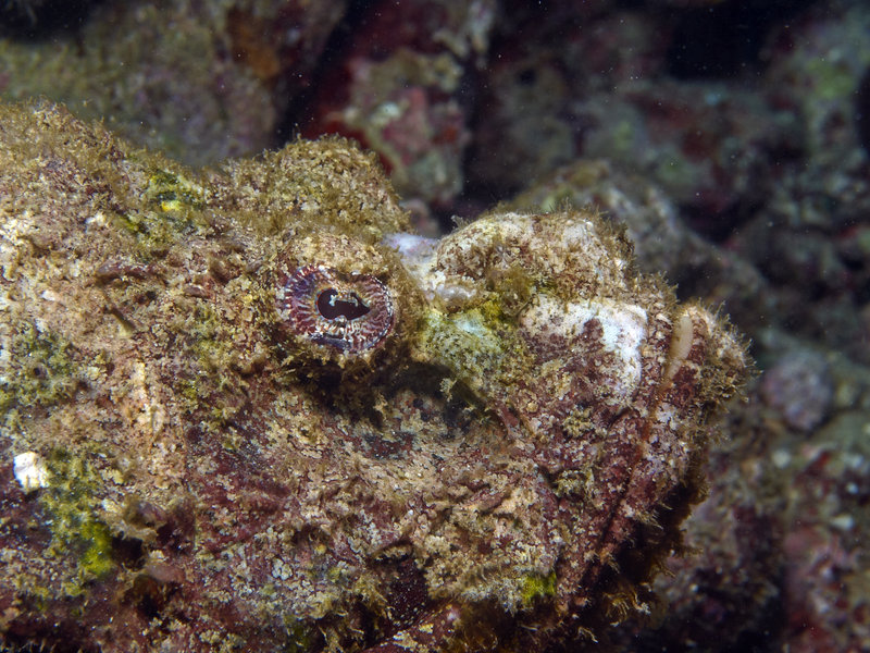 Scorpion Fish, Alma Jane